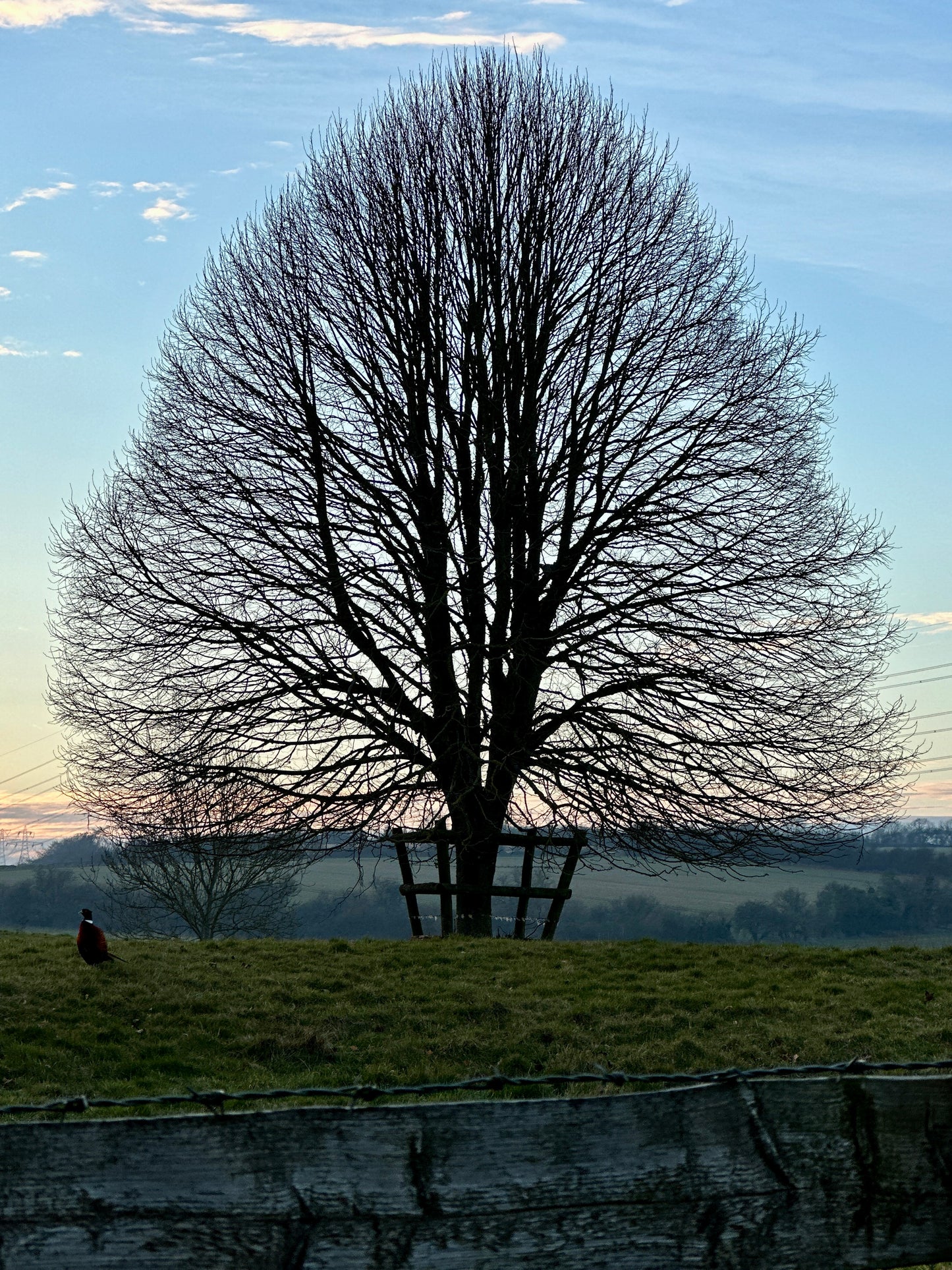 A Tree In Lavenham - Hand Drawn With Black Ink On Card